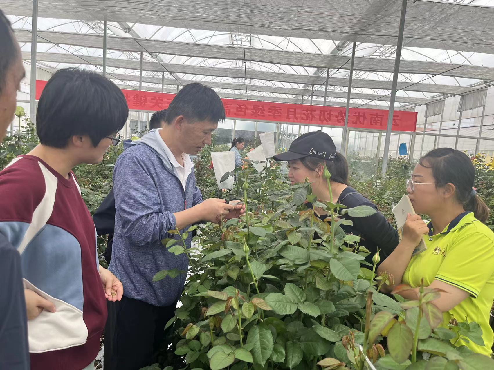 建立云秀优势月季-新品种研发展示中心