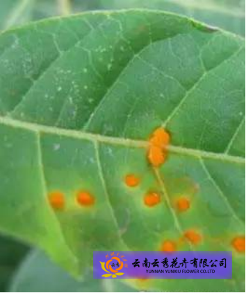 月季锈病怎么防？