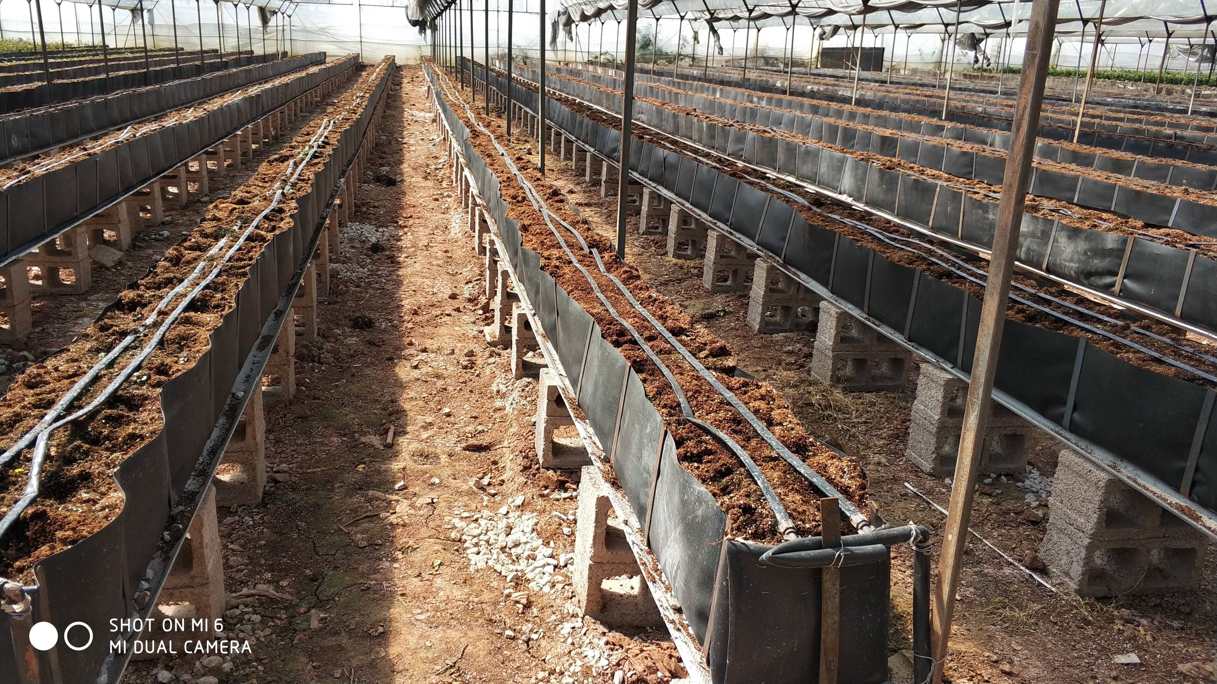 种植技术转型-土栽向无土栽培技术转型，建设无土栽培示范基地