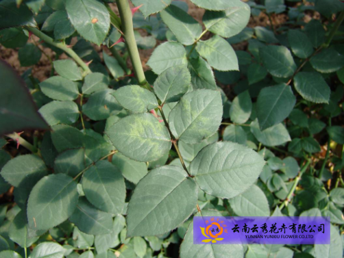 月季花叶病防治有方法