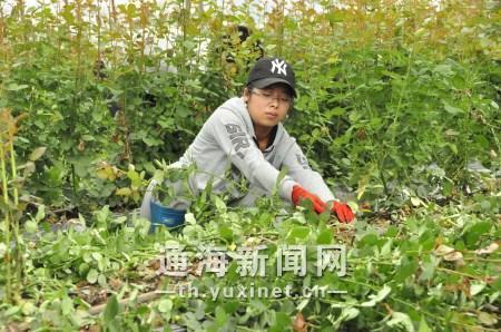 bsports必一体育公司成为农技学生的一大实训基地