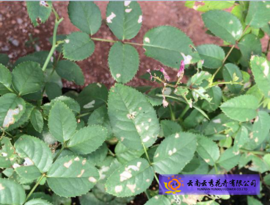 如何防治月季药害？